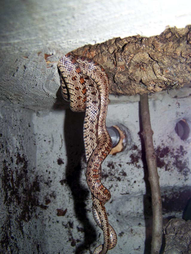 Toliq metrajli tarixiy porno filmlarni onlayn tomosha qiling Mariya Gorbanning jinsiy aloqa sahnalari