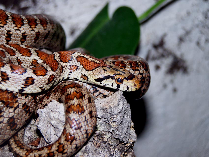 Katya Sambuki porno film